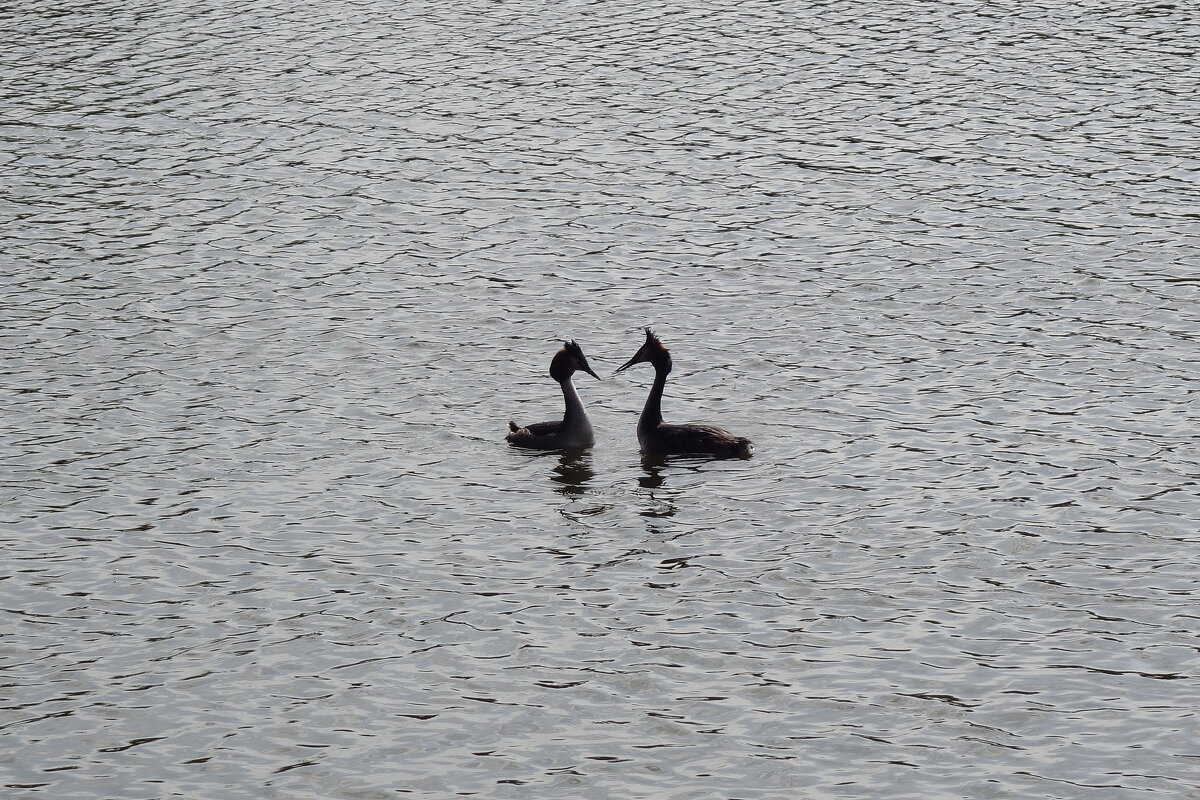 Чомга - Рита Симонова