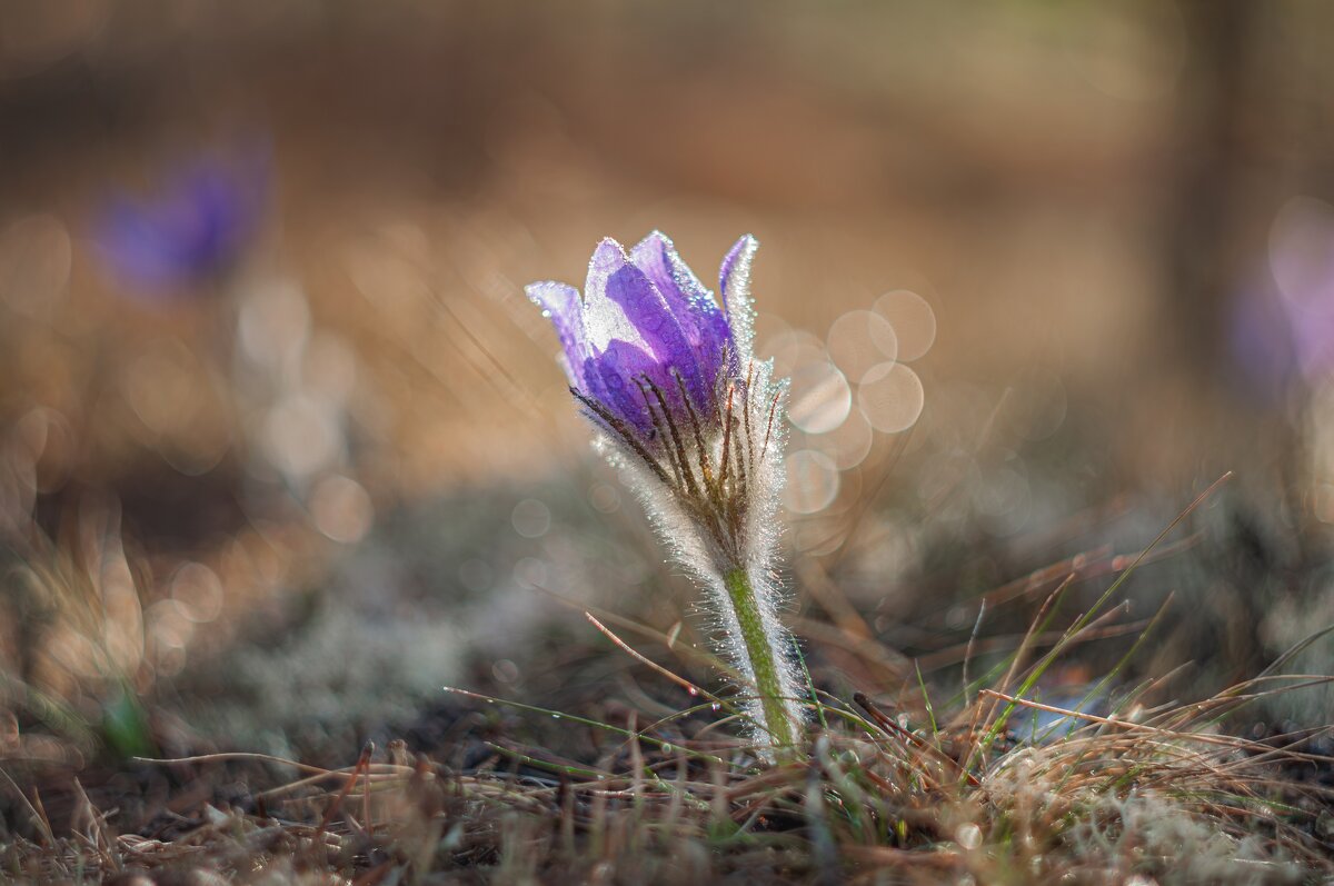 Нежность... - Александр Филатов