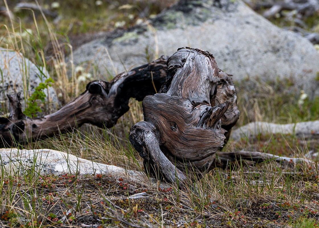 Зверь невиданный.. - Юрий Харченко