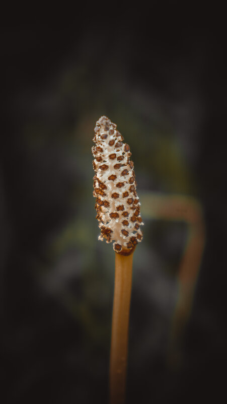 Equisetum arvense - Варвара Высоцкая