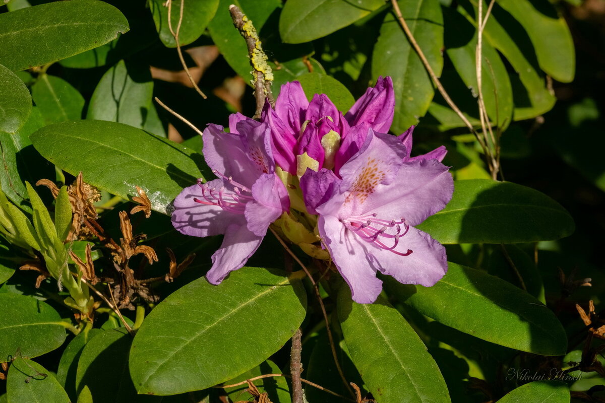 Про рододендрон... - Николай Гирш Про рододендрон... - Николай Гирш