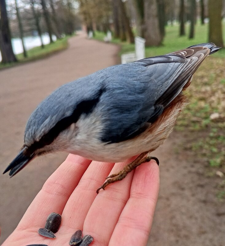 Поползень - Сапсан 