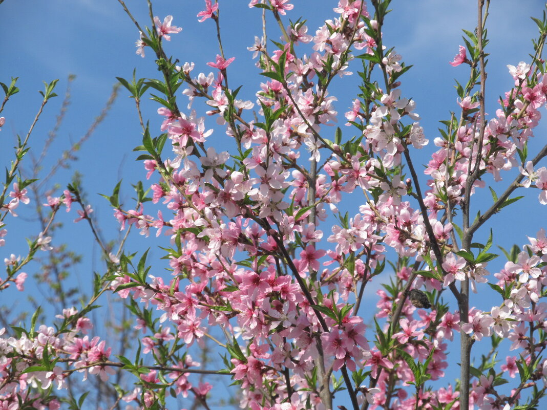 апрельское , розовое - Елена Шаламова апрельское , розовое - Елена Шаламова