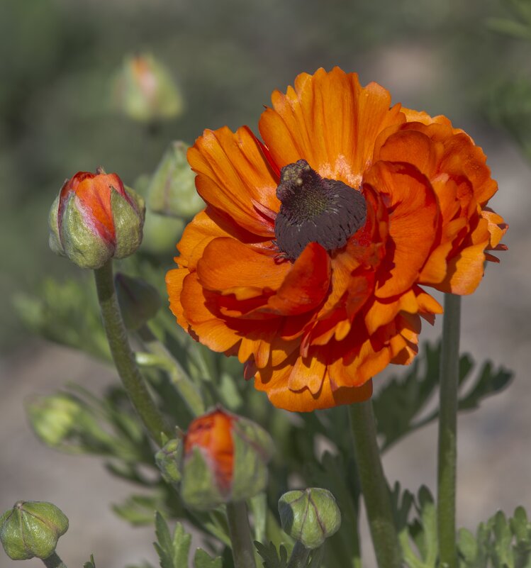 Анемона coronaria hollandia - Светлана Тихонина Анемона coronaria hollandia - Светлана Тихонина