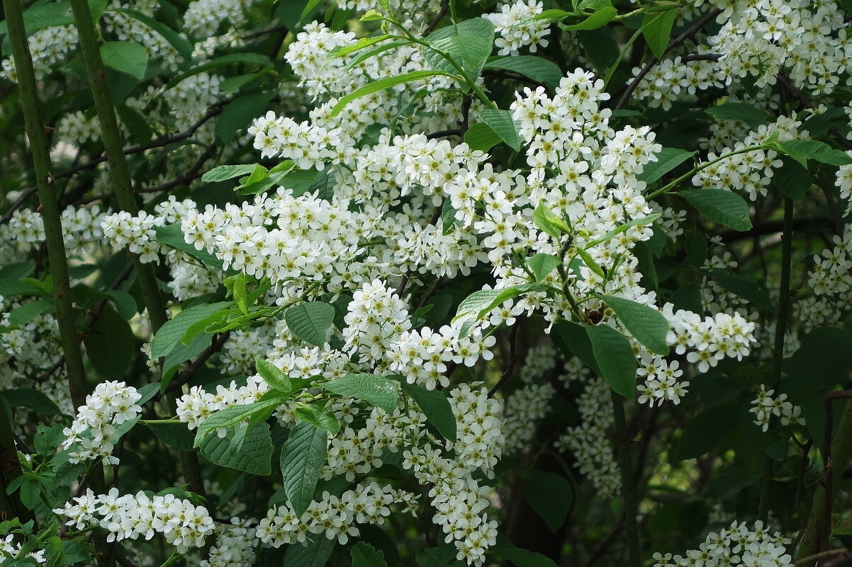 Черемуха - Рита Симонова Черемуха - Рита Симонова