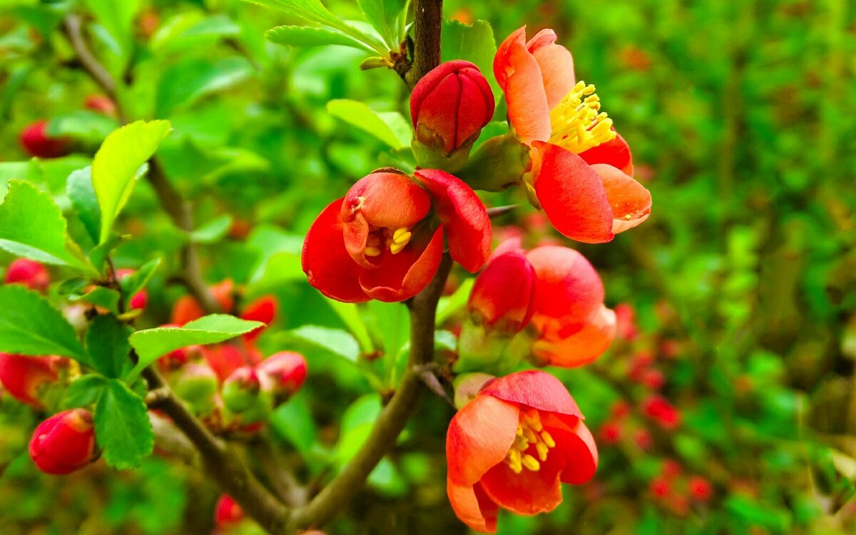 Цвет японской айвы в городе. - Милешкин Владимир Алексеевич Цвет японской айвы в городе. - Милешкин Владимир Алексеевич