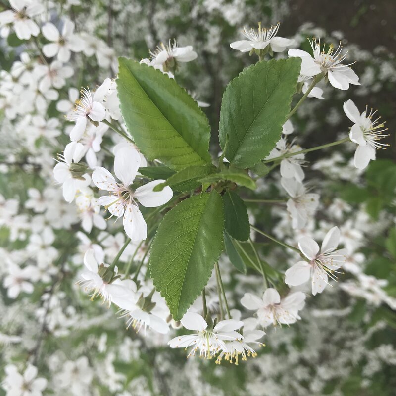 Вишневые завихрения - Pippa 