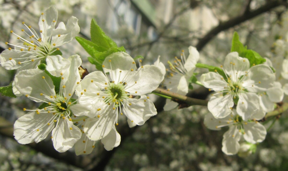 Вишневый цвет - Елена Семигина