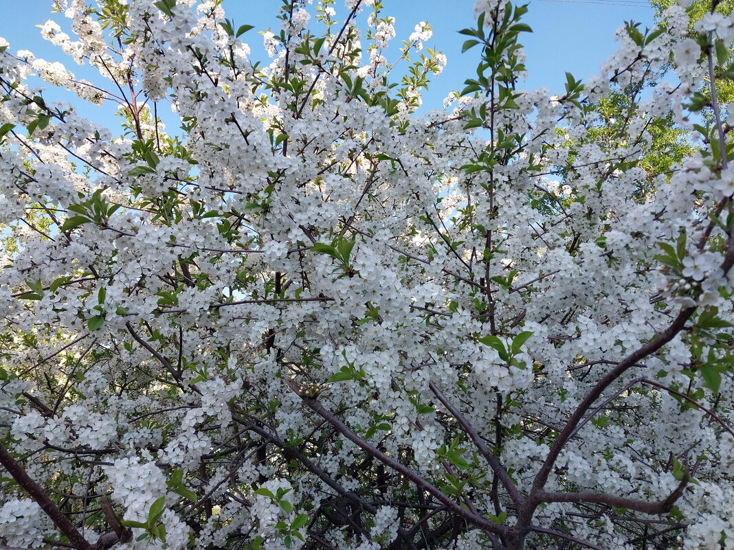 Цветение вишни - Tarka 
