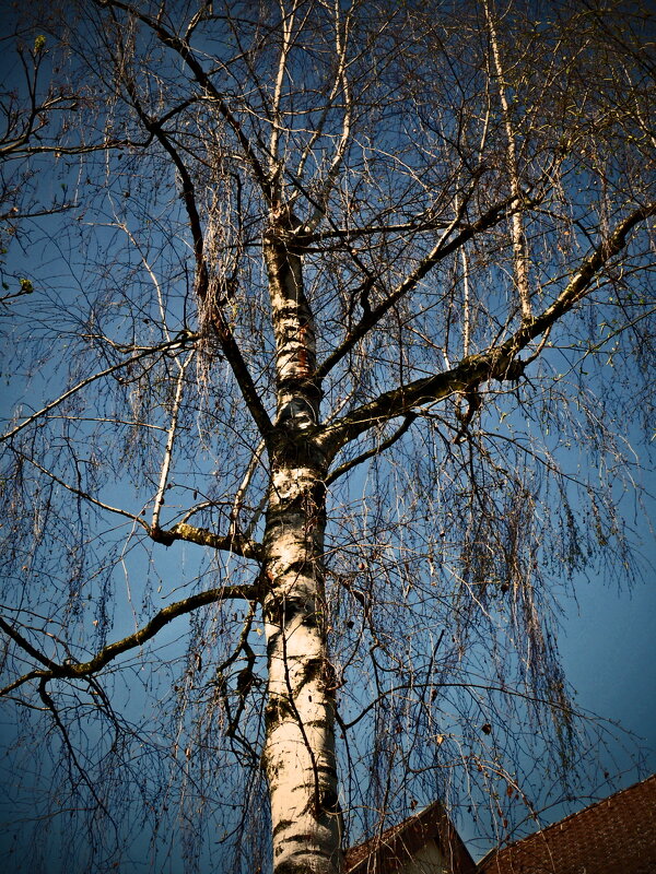 Весенние зарисовки 98 - Алексей Кузнецов