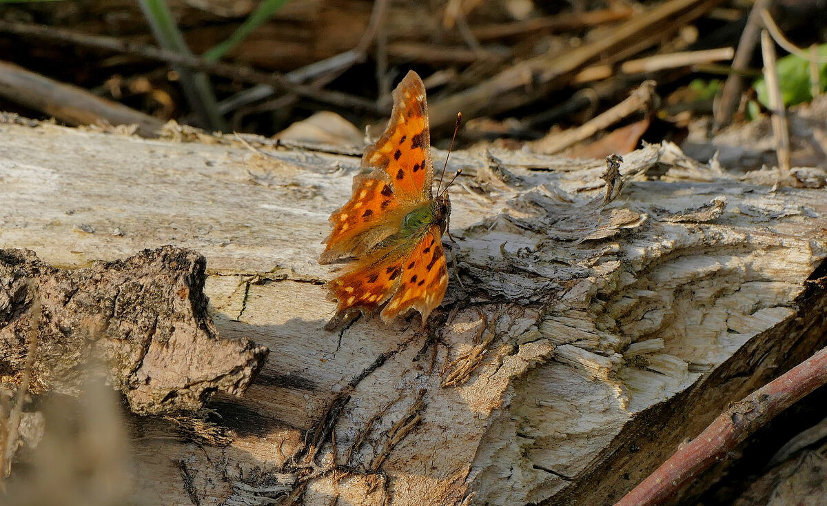 снятые сегодня бабочки 3 - Александр Прокудин снятые сегодня бабочки 3 - Александр Прокудин