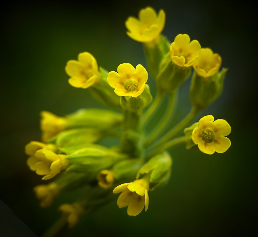 весна - Олег Алексеев