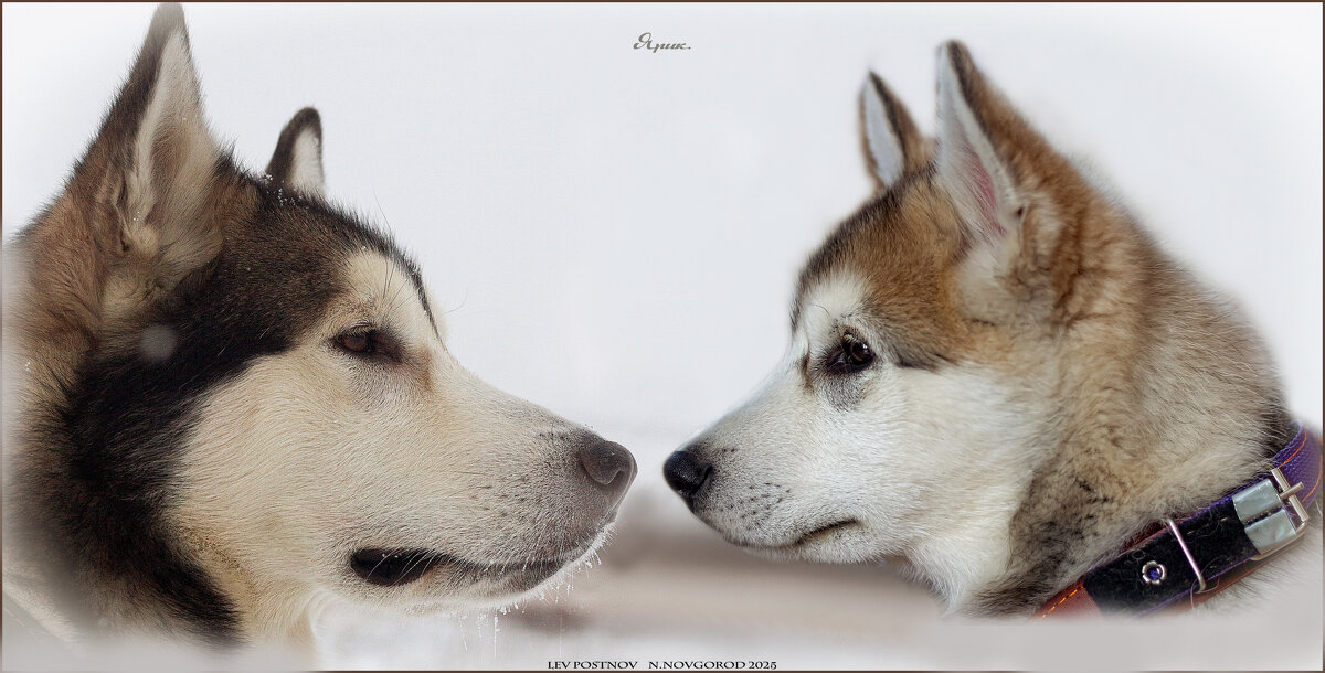 Ярик. Спустя года. - leff Postnov