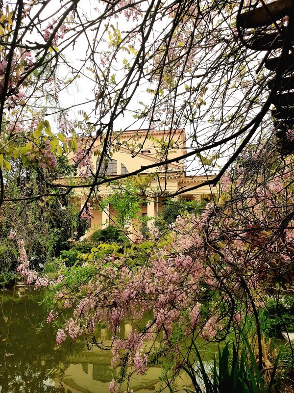 ГЛИЦИНИЯ - Tata Wolf