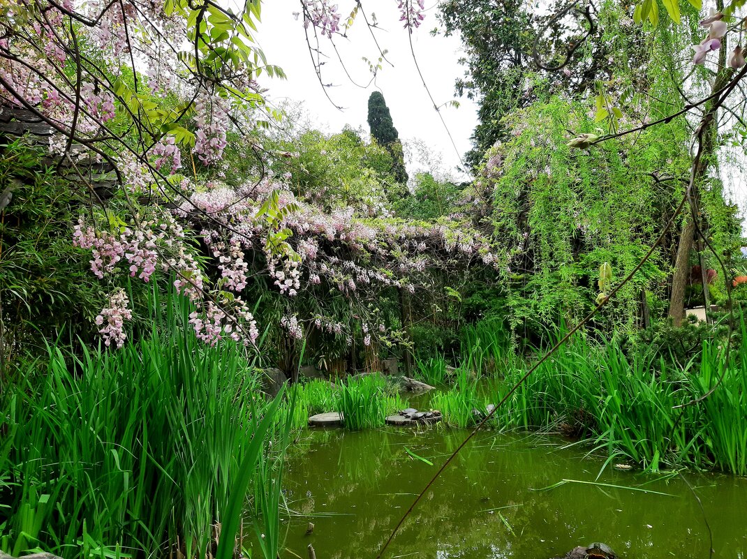 ГЛИЦИНИЯ - Tata Wolf ГЛИЦИНИЯ - Tata Wolf