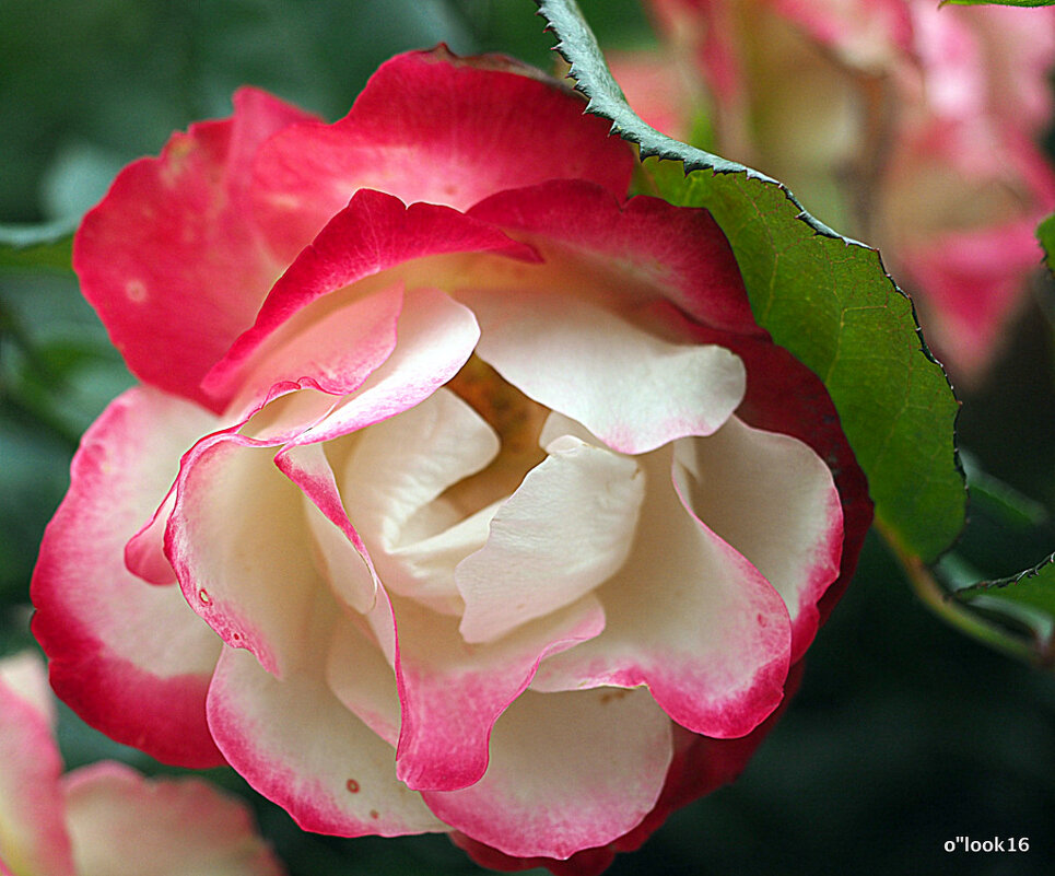 они на радость нам даны - Олег Лукьянов