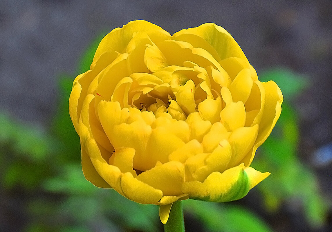 Солнечный тюльпан! - Валентина Нефёдова Солнечный тюльпан! - Валентина Нефёдова