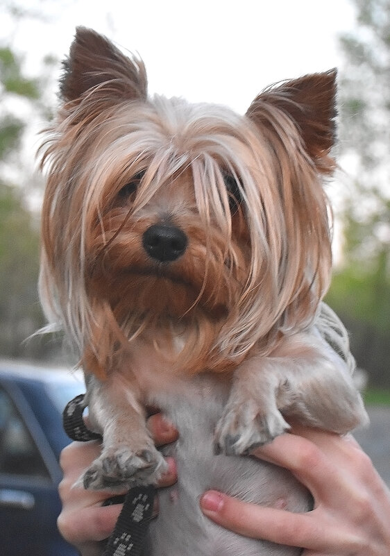 Возьмите на руки, или Хочу всех видеть! - Валентина  Нефёдова 