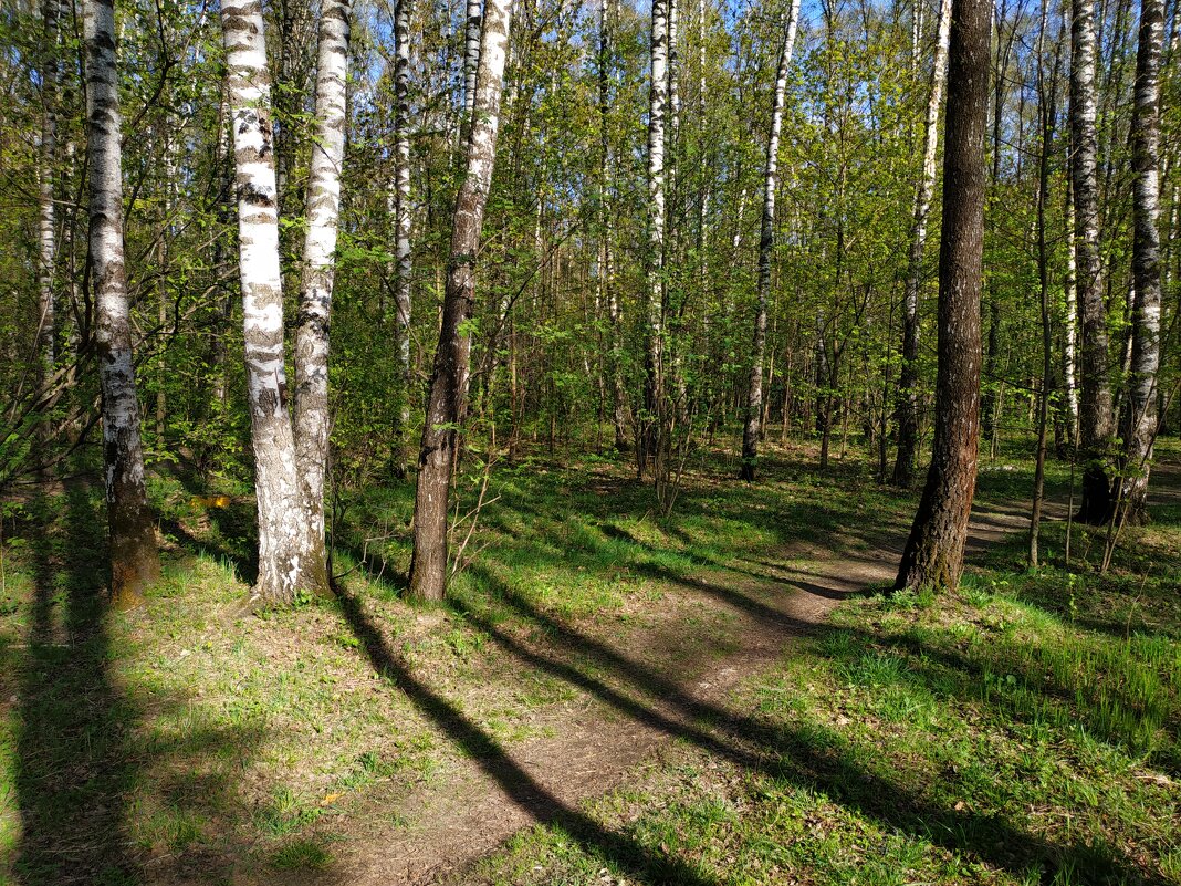 Об уходящей прозрачности апрельского леса (по календарю!) - Андрей Лукьянов Об уходящей прозрачности апрельского леса (по календарю!) - Андрей Лукьянов