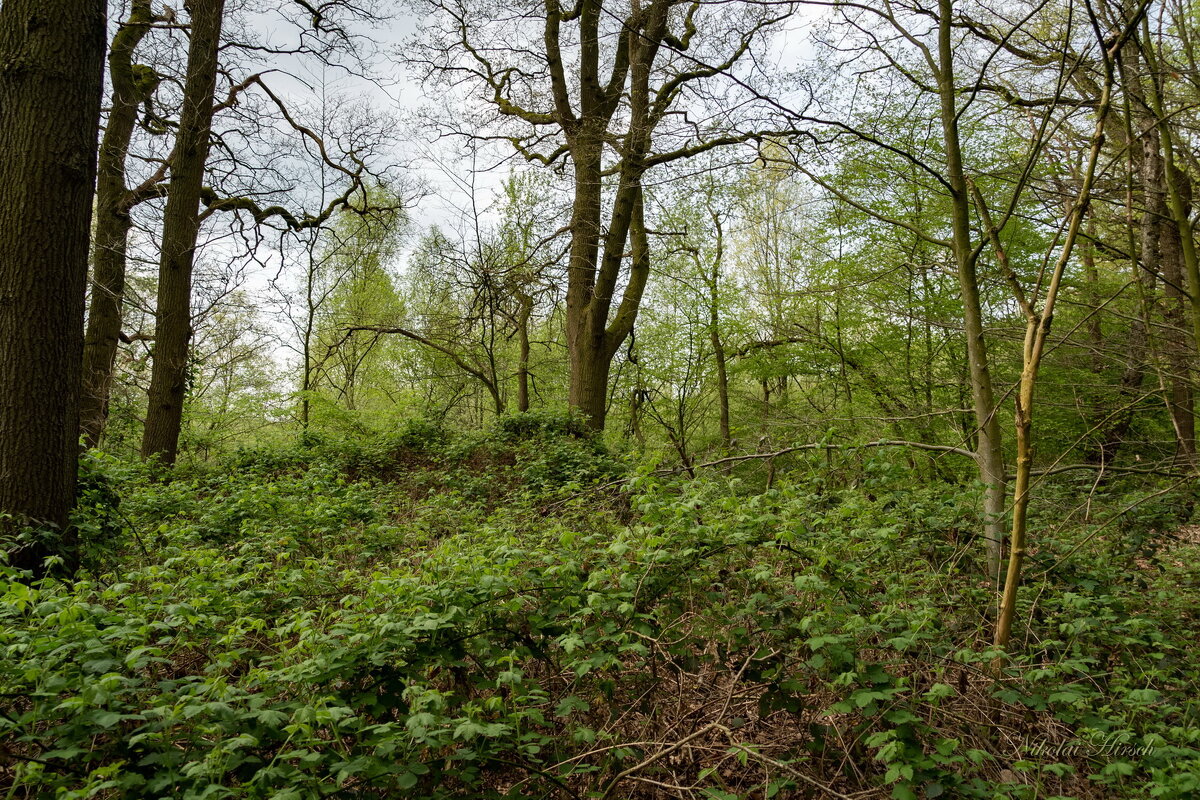 Там, где растёт ежевика... - Николай Гирш Там, где растёт ежевика... - Николай Гирш