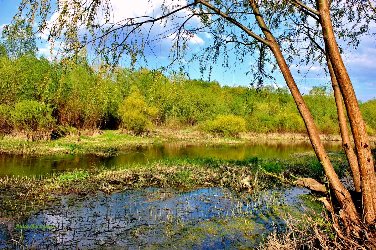 Природа речки Свинцовки. - Восковых Анна Васильевна Природа речки Свинцовки. - Восковых Анна Васильевна