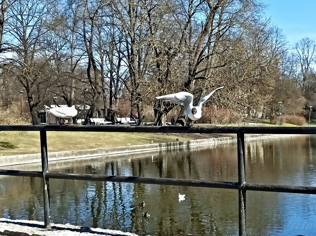 Не улетай! ) - Veera V