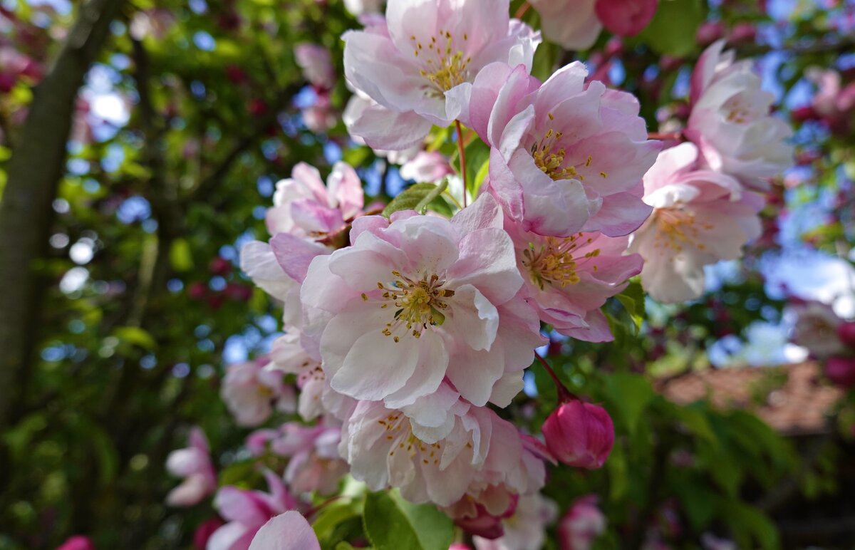 Весны цветущие сады..... - Галина 