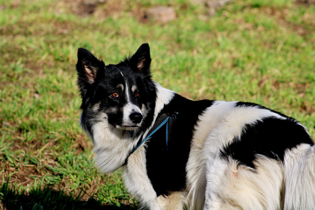 Бим - Дмитрий (Горыныч) Симагин