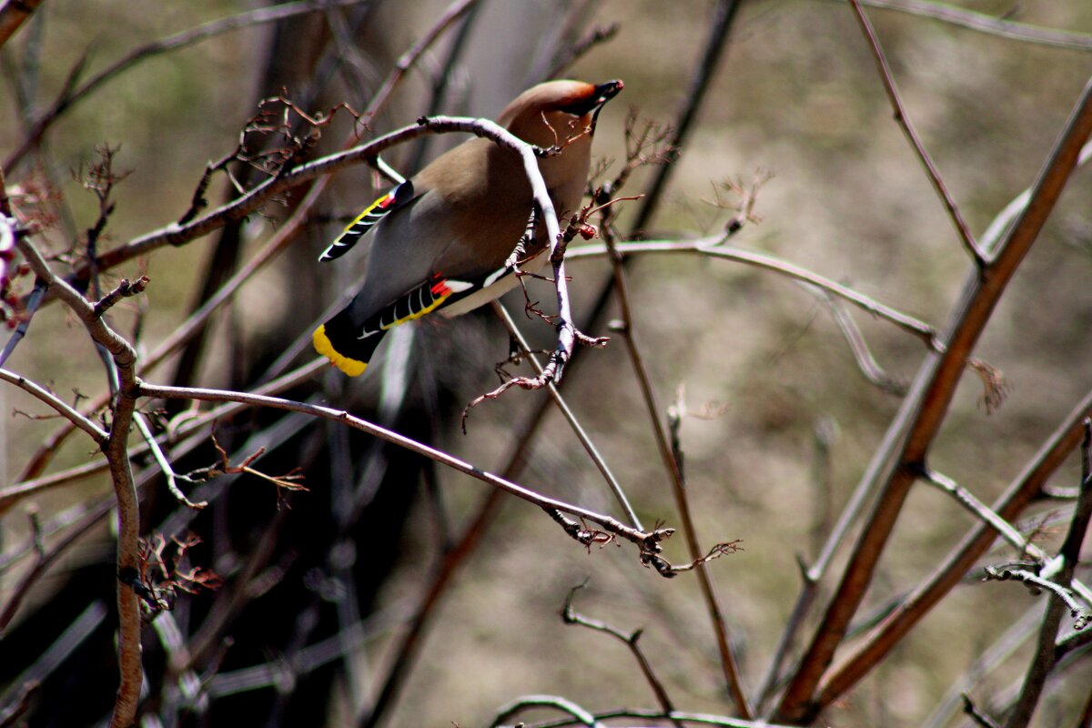 Совсем последняя - Дмитрий (Горыныч) Симагин