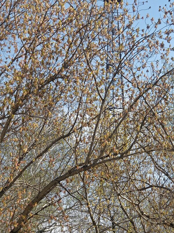 Весна - Андрей Хлопонин Весна - Андрей Хлопонин