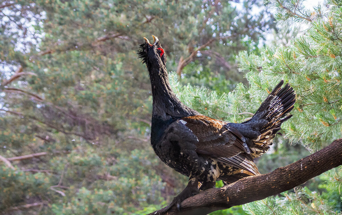 Глухарь - SanSan 