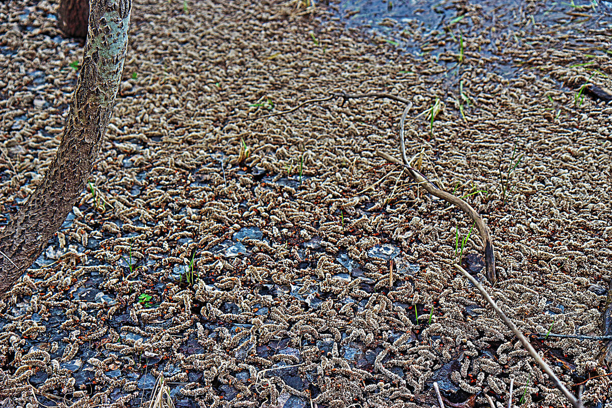 Май...Протока Сырой Аган. Осины отцвели! - Владимир 