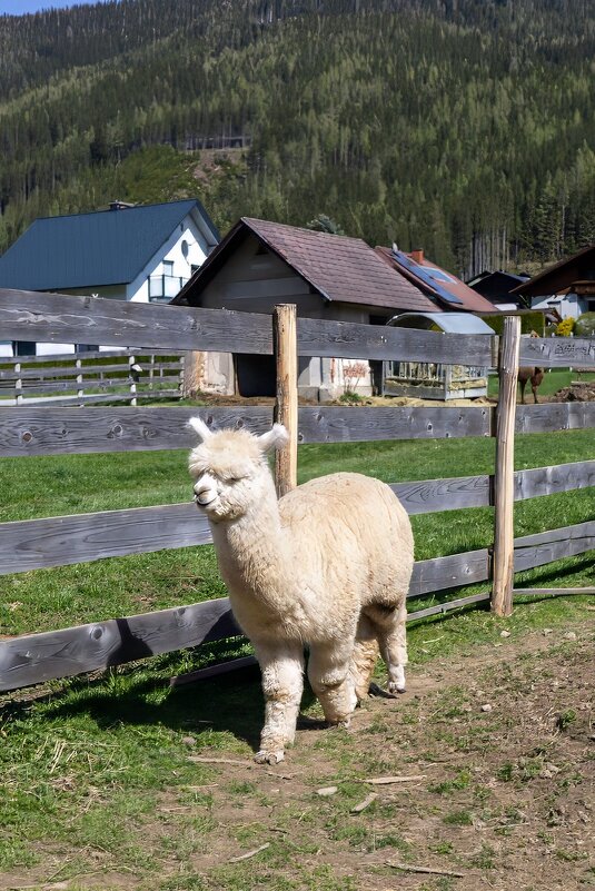 Белая альпака - Игорь Сикорский Белая альпака - Игорь Сикорский