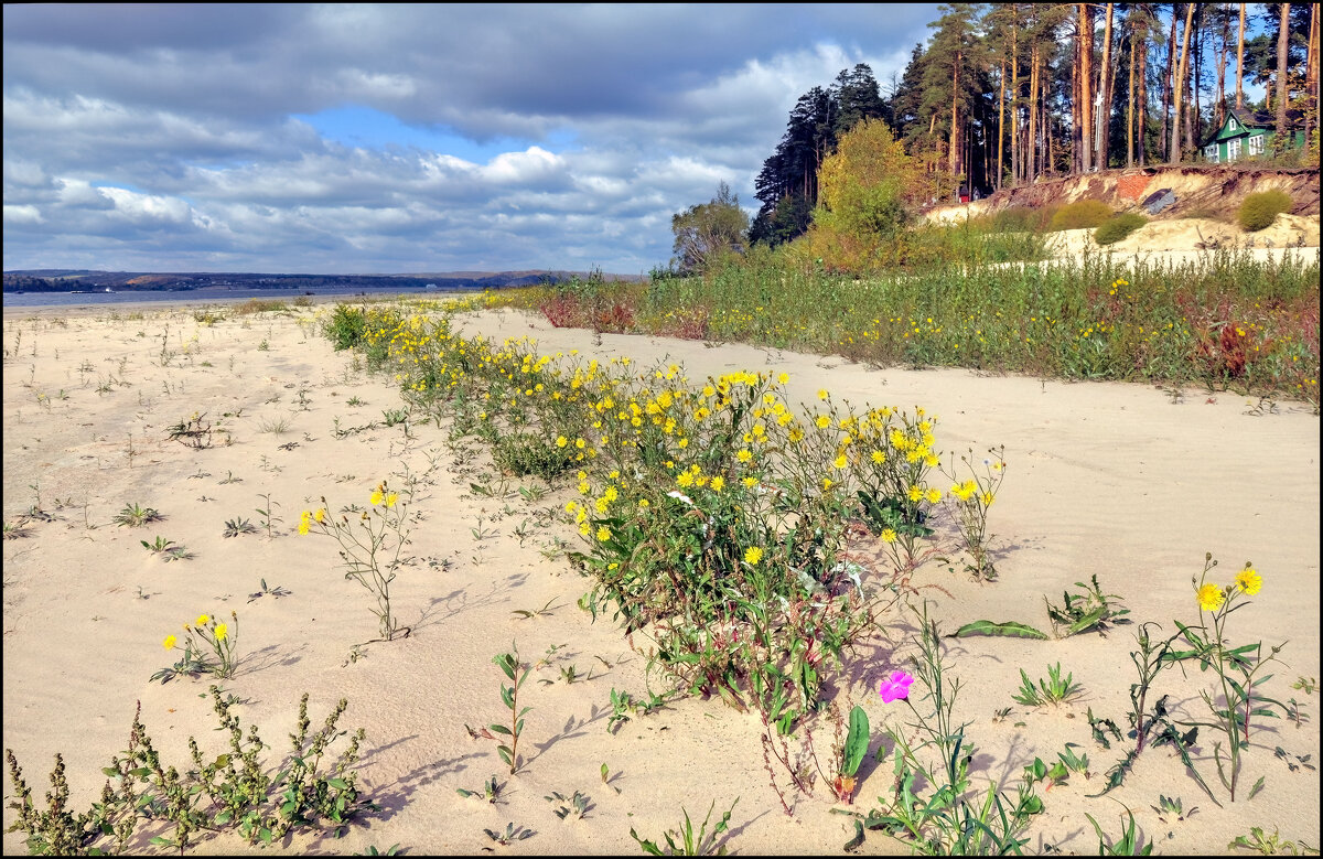 Осенние цветы - **** vedin Осенние цветы - **** vedin