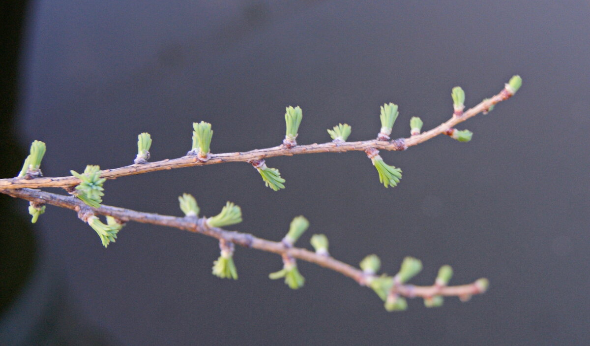 Ветка лиственницы. - сергей ермошкин Ветка лиственницы. - сергей ермошкин