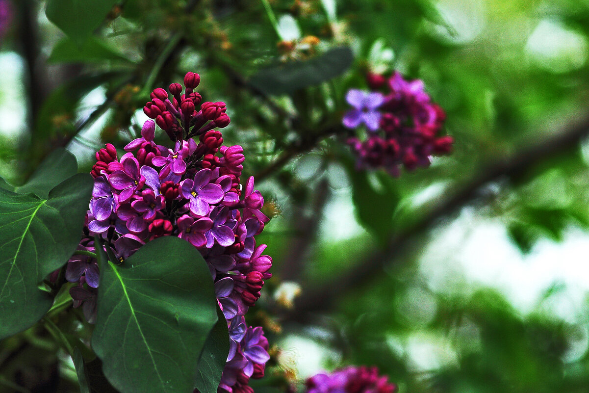 Сирень - Юрий Гайворонскiий Сирень - Юрий Гайворонскiий