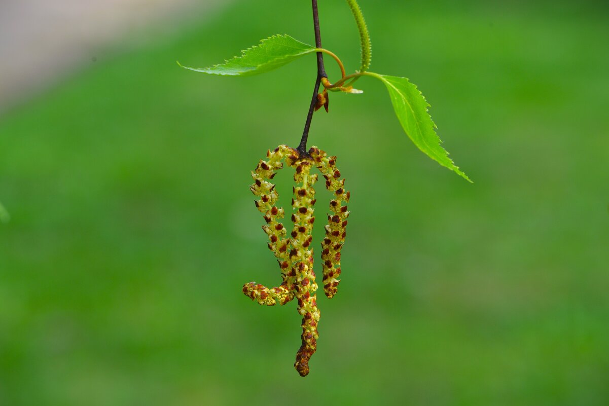 Берёза - Константин Анисимов Берёза - Константин Анисимов
