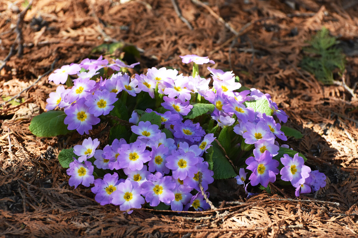 Москва. Ботанический сад МГУ. - Наташа *****