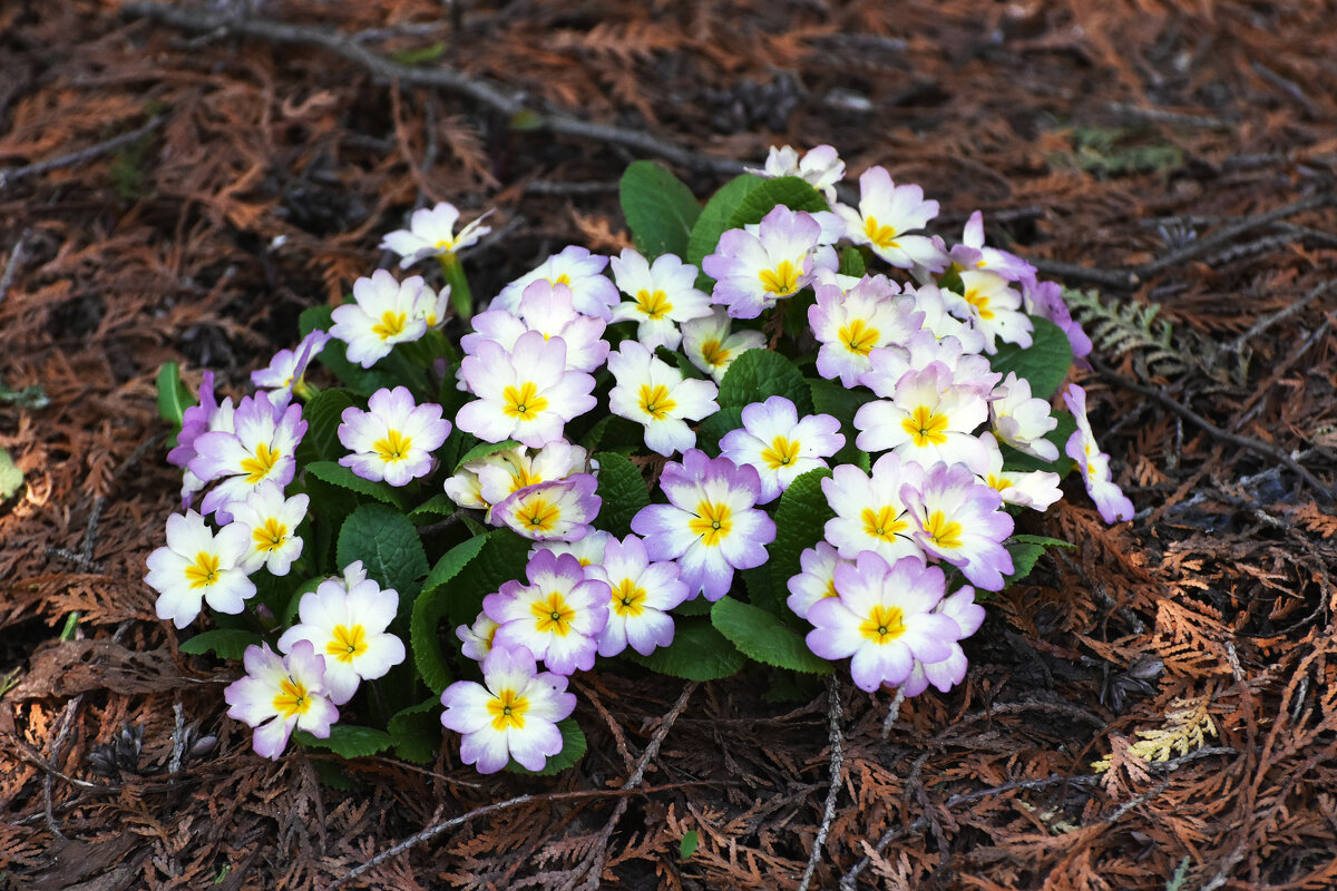 Москва. Ботанический сад МГУ. - Наташа *****