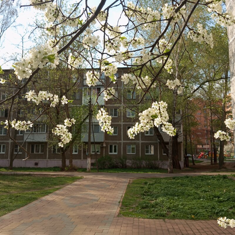 Вишня над городом - Елена Семигина