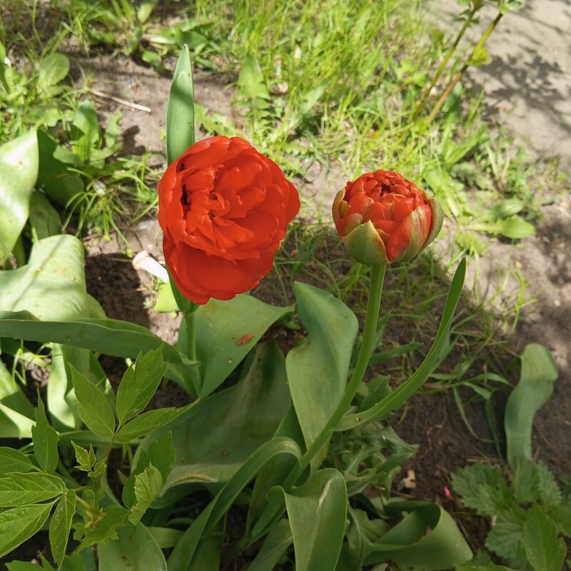 Весенний интерьер - Елена Семигина Весенний интерьер - Елена Семигина