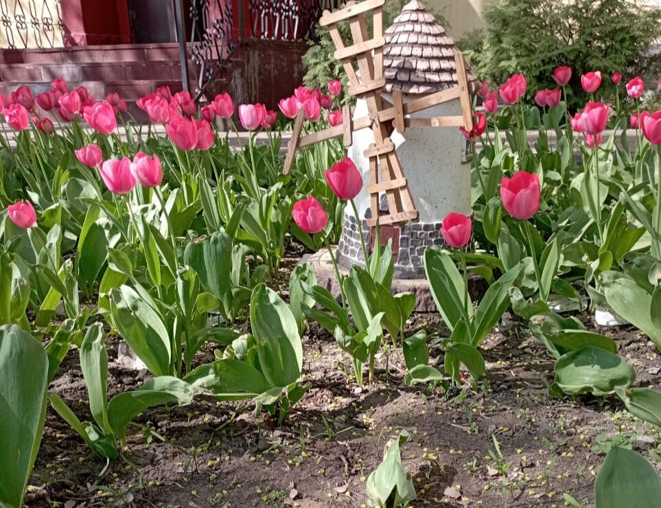 Тюльпаны - Елена Семигина