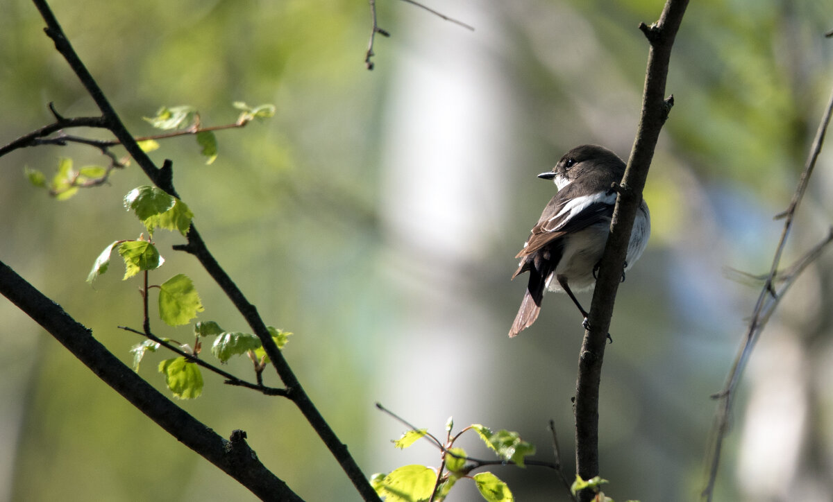 Мухоловка-пеструшка. - Владимир Безбородов