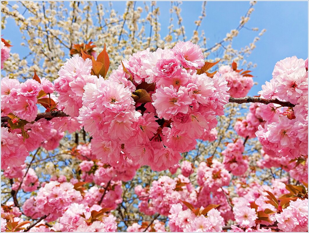 Картинка апреля. - Валерия Комова