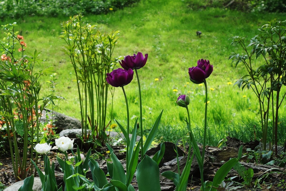 Тюльпаны - Рита Симонова