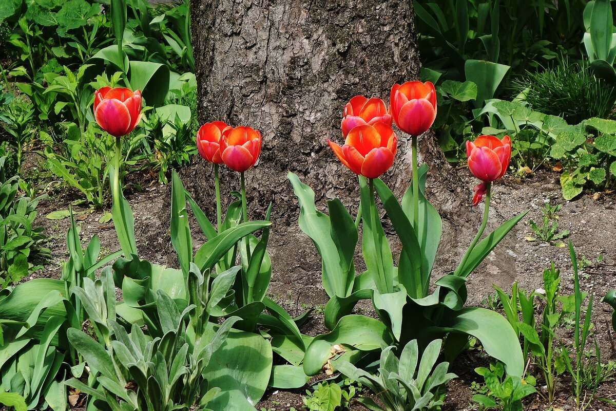 Тюльпаны - Рита Симонова Тюльпаны - Рита Симонова