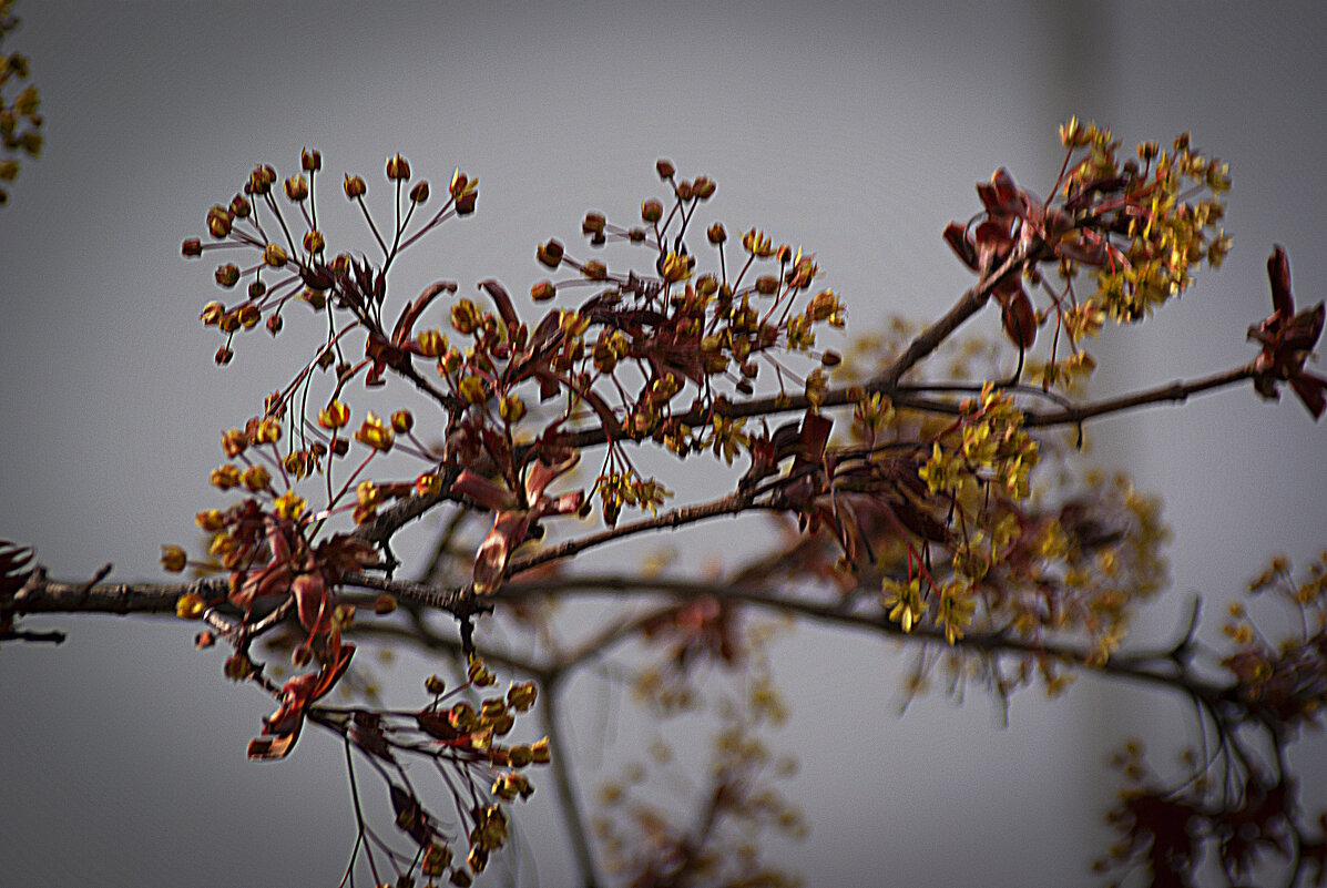 Пробуждение клёна - Владимир Кроливец
