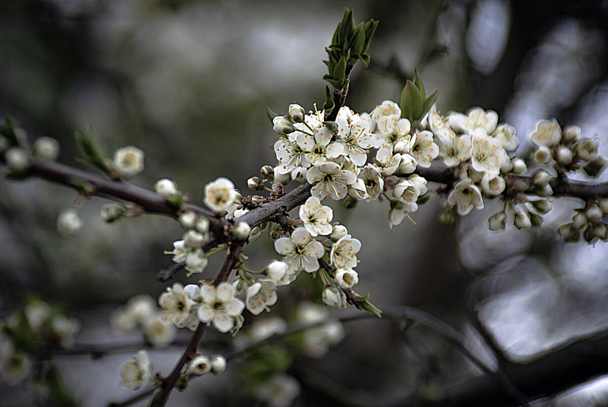Цветёт абрикос - Владимир Кроливец Цветёт абрикос - Владимир Кроливец