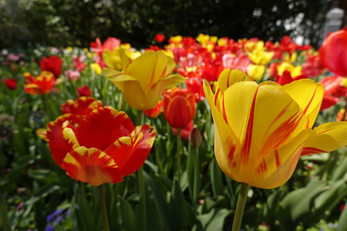 Море...цветов... - Галина 