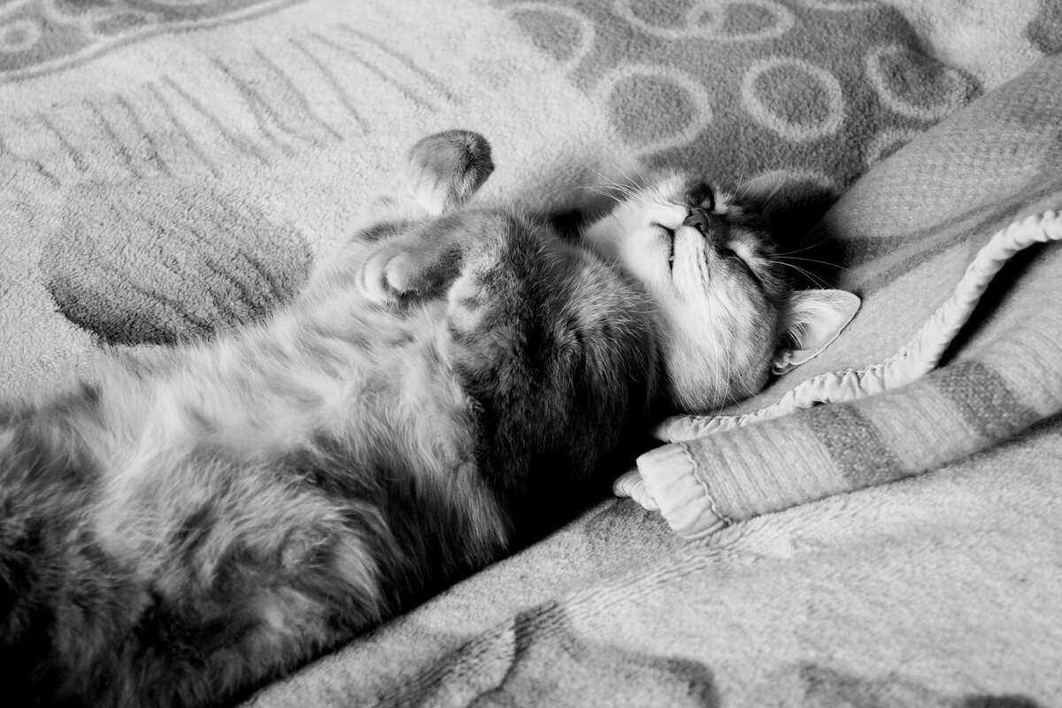 Dream - Maria Rainer